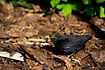 Male Common Blackbird searches for worms.