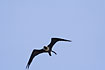 Magnificent Frigatebird in flight. Female.