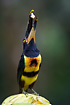Pale-mandibled Aracari on bananas in Bilsa. About to swallow a piece of banana.