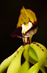 Foto af Blksprutte orkide (Encyclia cochleata). Fotograf: 