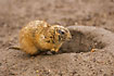 Photo ofBlack-tailed Prairie Dog (Cynomys ludovicianus). Photographer: 