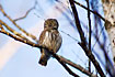 Photo ofPygmy Owl (Glaucidium passerinum). Photographer: 