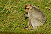 Photo ofBarbary Macaque (Macaca sylvanus). Photographer: 