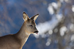 Photo ofRoe Deer (Capreolus capreolus). Photographer: 