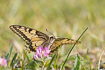 Swallowtail