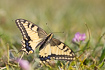 Swallowtail