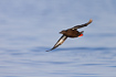 Photo ofBlack Guillemot (Cepphus grylle). Photographer: 