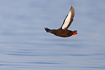 Photo ofBlack Guillemot (Cepphus grylle). Photographer: 