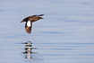 Photo ofBlack Guillemot (Cepphus grylle). Photographer: 