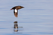 Photo ofBlack Guillemot (Cepphus grylle). Photographer: 