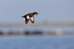 Photo ofBlack Guillemot (Cepphus grylle). Photographer: 