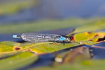 Red-eyd Damselfly