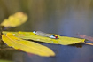 Red-eyd Damselfly